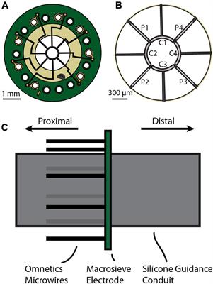 Sensory Percepts Elicited by Chronic Macro-Sieve Electrode Stimulation of the Rat Sciatic Nerve